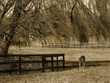 horse grazing