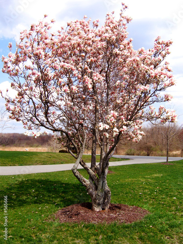 magnolia tree. magnolia tree