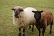 le racisme n'est pas naturel