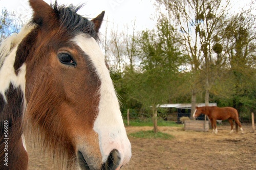 chevaux chevaux