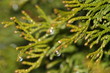 cypress and rain-drops