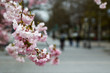 flowered cherry-tree flowered cherry-tree