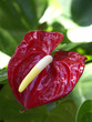 anthurium anthurium