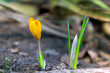Foto: krokus krokus