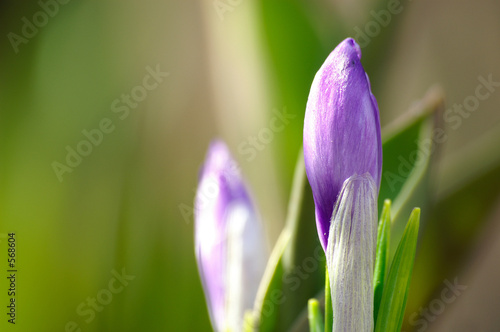 Foto: krokusknospen krokusknospen