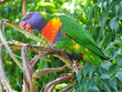 rainbow lorikeet
