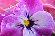 lila bloom