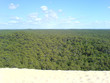 forêt de pin
