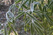 givre sur bambous