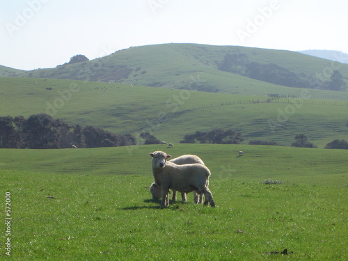 mouton de nouvelle-zélande