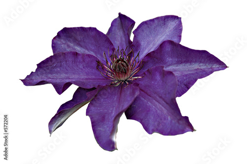 blume