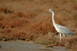 heron cendré en largeur heron cendré en largeur