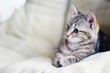 cat 2