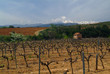 vignes devant le canigou vignes devant le canigou