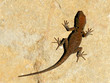 basking lizard