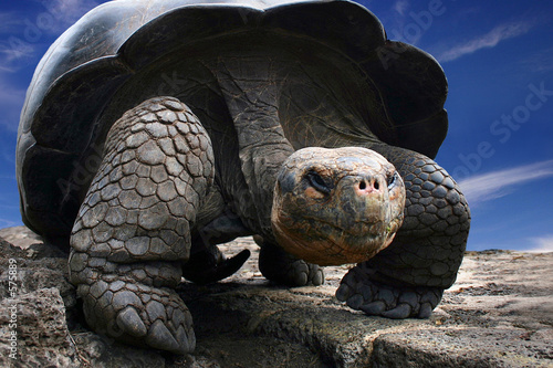 galapagos turtle