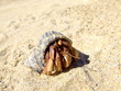 land hermit crab on beach