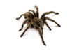spinne - tarantel auf weiß