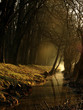 dawn at stream