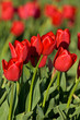 red tulips