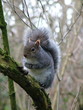 grey squirrel grey squirrel