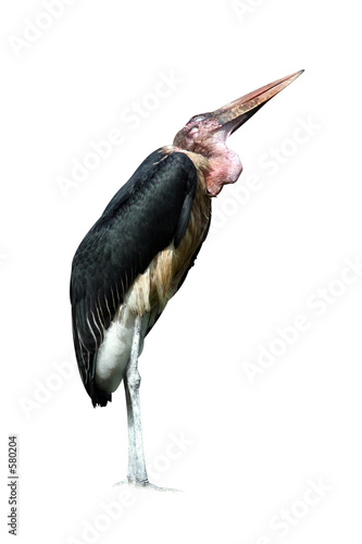 oiseau marabout