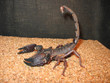 scorpion