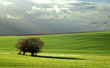 bocage