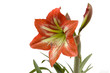 lilly