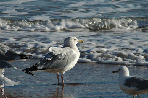 Foto: seagulls on daytona beach seagulls on daytona beach
