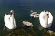 schwanenfamilie