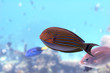 surgeonfish