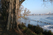 baum an der alster
