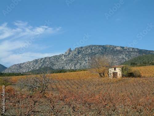 vignes en automne vignes en automne