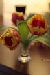 tulipe tulipe