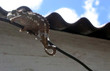 camelion unterwegs