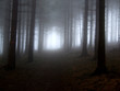 wald mit nebel