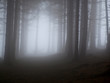 wald mit nebel