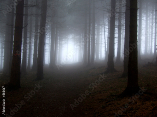 wald mit nebel