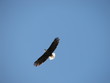 eagle flying eagle flying