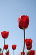 red tulips