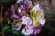hydrangea flower hydrangea flower