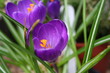 purple flowers purple flowers