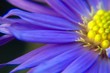 blaue aster blaue aster