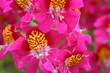 flowering orchids flowering orchids
