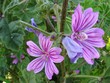 flor6