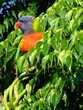 rainbow lorikeet in tree camoflauge