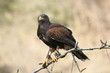harris hawk on tree harris hawk on tree