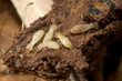 termites