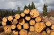 arbres abattus